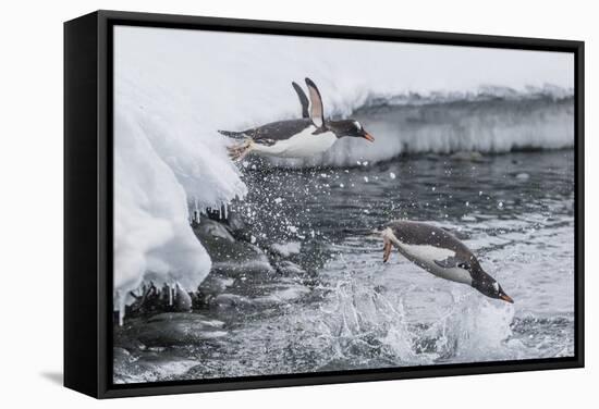 Gentoo Penguins (Pygoscelis Papua) Leaping into the Sea at Booth Island, Antarctica, Polar Regions-Michael Nolan-Framed Stretched Canvas