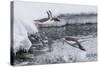 Gentoo Penguins (Pygoscelis Papua) Leaping into the Sea at Booth Island, Antarctica, Polar Regions-Michael Nolan-Stretched Canvas