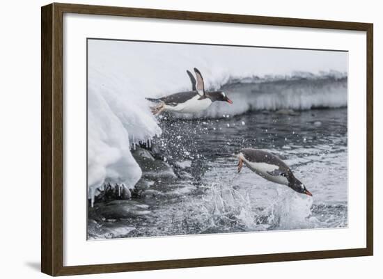 Gentoo Penguins (Pygoscelis Papua) Leaping into the Sea at Booth Island, Antarctica, Polar Regions-Michael Nolan-Framed Photographic Print