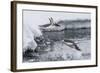 Gentoo Penguins (Pygoscelis Papua) Leaping into the Sea at Booth Island, Antarctica, Polar Regions-Michael Nolan-Framed Photographic Print