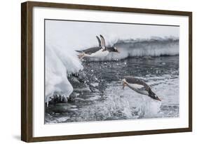 Gentoo Penguins (Pygoscelis Papua) Leaping into the Sea at Booth Island, Antarctica, Polar Regions-Michael Nolan-Framed Photographic Print