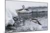 Gentoo Penguins (Pygoscelis Papua) Leaping into the Sea at Booth Island, Antarctica, Polar Regions-Michael Nolan-Mounted Photographic Print
