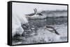 Gentoo Penguins (Pygoscelis Papua) Leaping into the Sea at Booth Island, Antarctica, Polar Regions-Michael Nolan-Framed Stretched Canvas