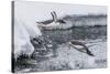 Gentoo Penguins (Pygoscelis Papua) Leaping into the Sea at Booth Island, Antarctica, Polar Regions-Michael Nolan-Stretched Canvas