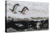 Gentoo Penguins (Pygoscelis Papua) Leaping into the Sea with Adelie Penguin at Booth Island-Michael Nolan-Stretched Canvas