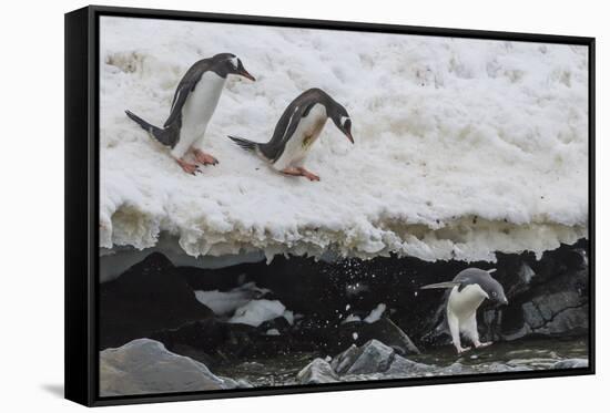 Gentoo Penguins (Pygoscelis Papua) Leaping into the Sea with Adelie Penguin at Booth Island-Michael Nolan-Framed Stretched Canvas