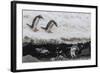 Gentoo Penguins (Pygoscelis Papua) Leaping into the Sea with Adelie Penguin at Booth Island-Michael Nolan-Framed Photographic Print