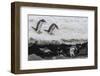 Gentoo Penguins (Pygoscelis Papua) Leaping into the Sea with Adelie Penguin at Booth Island-Michael Nolan-Framed Photographic Print