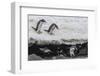 Gentoo Penguins (Pygoscelis Papua) Leaping into the Sea with Adelie Penguin at Booth Island-Michael Nolan-Framed Photographic Print