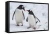 Gentoo Penguins (Pygoscelis Papua), Mikkelson Island, Antarctica, Polar Regions-Michael Runkel-Framed Stretched Canvas