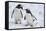 Gentoo Penguins (Pygoscelis Papua), Mikkelson Island, Antarctica, Polar Regions-Michael Runkel-Framed Stretched Canvas