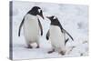 Gentoo Penguins (Pygoscelis Papua), Mikkelson Island, Antarctica, Polar Regions-Michael Runkel-Stretched Canvas