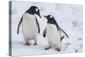 Gentoo Penguins (Pygoscelis Papua), Mikkelson Island, Antarctica, Polar Regions-Michael Runkel-Stretched Canvas