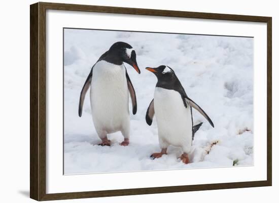 Gentoo Penguins (Pygoscelis Papua), Mikkelson Island, Antarctica, Polar Regions-Michael Runkel-Framed Photographic Print