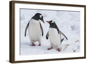 Gentoo Penguins (Pygoscelis Papua), Mikkelson Island, Antarctica, Polar Regions-Michael Runkel-Framed Photographic Print