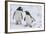 Gentoo Penguins (Pygoscelis Papua), Mikkelson Island, Antarctica, Polar Regions-Michael Runkel-Framed Photographic Print