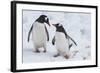 Gentoo Penguins (Pygoscelis Papua), Mikkelson Island, Antarctica, Polar Regions-Michael Runkel-Framed Photographic Print