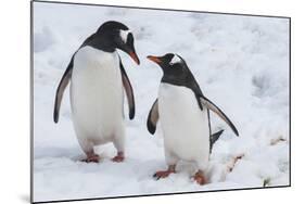 Gentoo Penguins (Pygoscelis Papua), Mikkelson Island, Antarctica, Polar Regions-Michael Runkel-Mounted Photographic Print