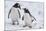 Gentoo Penguins (Pygoscelis Papua), Mikkelson Island, Antarctica, Polar Regions-Michael Runkel-Mounted Photographic Print