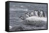 Gentoo Penguins Returning to Sea from Breeding Colony at Port Lockroy, Antarctica-Michael Nolan-Framed Stretched Canvas