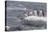 Gentoo Penguins Returning to Sea from Breeding Colony at Port Lockroy, Antarctica-Michael Nolan-Stretched Canvas