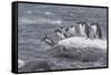 Gentoo Penguins Returning to Sea from Breeding Colony at Port Lockroy, Antarctica-Michael Nolan-Framed Stretched Canvas