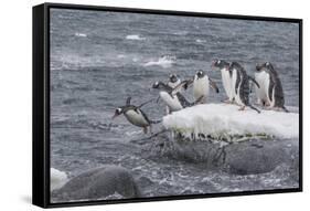 Gentoo Penguins Returning to Sea from Breeding Colony at Port Lockroy, Antarctica-Michael Nolan-Framed Stretched Canvas