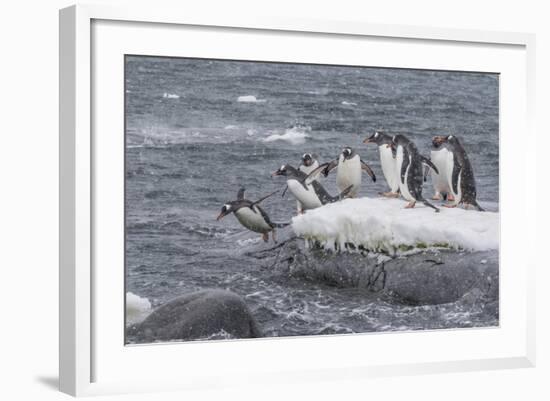 Gentoo Penguins Returning to Sea from Breeding Colony at Port Lockroy, Antarctica-Michael Nolan-Framed Photographic Print