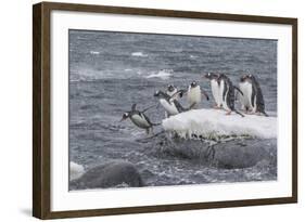 Gentoo Penguins Returning to Sea from Breeding Colony at Port Lockroy, Antarctica-Michael Nolan-Framed Photographic Print