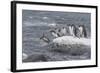 Gentoo Penguins Returning to Sea from Breeding Colony at Port Lockroy, Antarctica-Michael Nolan-Framed Photographic Print