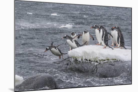 Gentoo Penguins Returning to Sea from Breeding Colony at Port Lockroy, Antarctica-Michael Nolan-Mounted Photographic Print