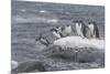 Gentoo Penguins Returning to Sea from Breeding Colony at Port Lockroy, Antarctica-Michael Nolan-Mounted Photographic Print