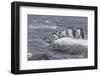 Gentoo Penguins Returning to Sea from Breeding Colony at Port Lockroy, Antarctica-Michael Nolan-Framed Photographic Print