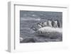Gentoo Penguins Returning to Sea from Breeding Colony at Port Lockroy, Antarctica-Michael Nolan-Framed Photographic Print