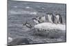 Gentoo Penguins Returning to Sea from Breeding Colony at Port Lockroy, Antarctica-Michael Nolan-Mounted Photographic Print