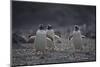 Gentoo Penguins Running on Rocks-DLILLC-Mounted Photographic Print