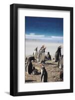 Gentoo Penguins. Saunders Island. Falkland Islands.-Tom Norring-Framed Photographic Print