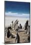 Gentoo Penguins. Saunders Island. Falkland Islands.-Tom Norring-Mounted Photographic Print