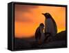 Gentoo Penguins Silhouetted at Sunset on Petermann Island, Antarctic Peninsula-Hugh Rose-Framed Stretched Canvas