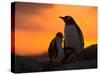 Gentoo Penguins Silhouetted at Sunset on Petermann Island, Antarctic Peninsula-Hugh Rose-Stretched Canvas