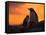 Gentoo Penguins Silhouetted at Sunset on Petermann Island, Antarctic Peninsula-Hugh Rose-Framed Stretched Canvas