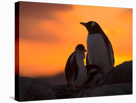 Gentoo Penguins Silhouetted at Sunset on Petermann Island, Antarctic Peninsula-Hugh Rose-Stretched Canvas