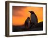 Gentoo Penguins Silhouetted at Sunset on Petermann Island, Antarctic Peninsula-Hugh Rose-Framed Premium Photographic Print