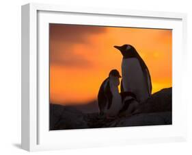 Gentoo Penguins Silhouetted at Sunset on Petermann Island, Antarctic Peninsula-Hugh Rose-Framed Premium Photographic Print
