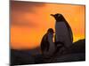 Gentoo Penguins Silhouetted at Sunset on Petermann Island, Antarctic Peninsula-Hugh Rose-Mounted Premium Photographic Print