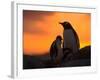 Gentoo Penguins Silhouetted at Sunset on Petermann Island, Antarctic Peninsula-Hugh Rose-Framed Photographic Print