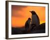 Gentoo Penguins Silhouetted at Sunset on Petermann Island, Antarctic Peninsula-Hugh Rose-Framed Photographic Print