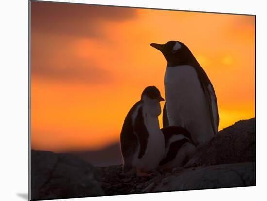 Gentoo Penguins Silhouetted at Sunset on Petermann Island, Antarctic Peninsula-Hugh Rose-Mounted Photographic Print