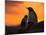 Gentoo Penguins Silhouetted at Sunset on Petermann Island, Antarctic Peninsula-Hugh Rose-Mounted Photographic Print