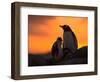 Gentoo Penguins Silhouetted at Sunset on Petermann Island, Antarctic Peninsula-Hugh Rose-Framed Photographic Print